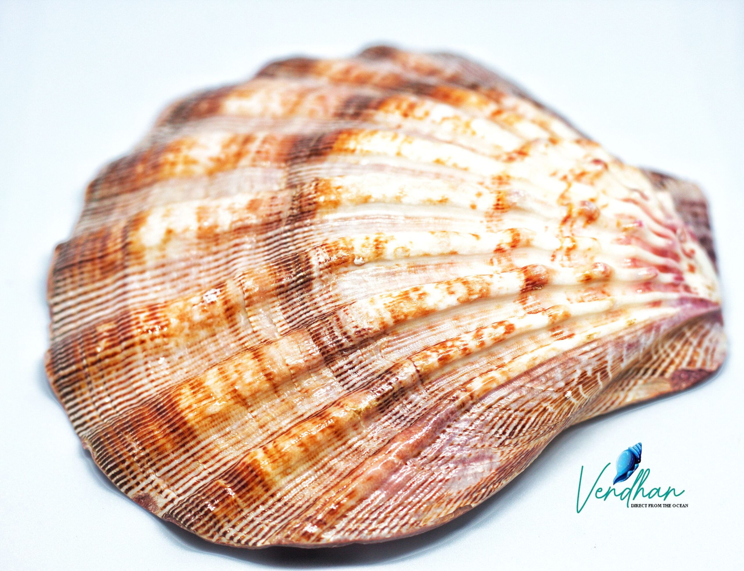 Spotted Clam Seashells - Clycymeris Pectunculus - (approx. 35-40 shells  .5-1.5 inches)