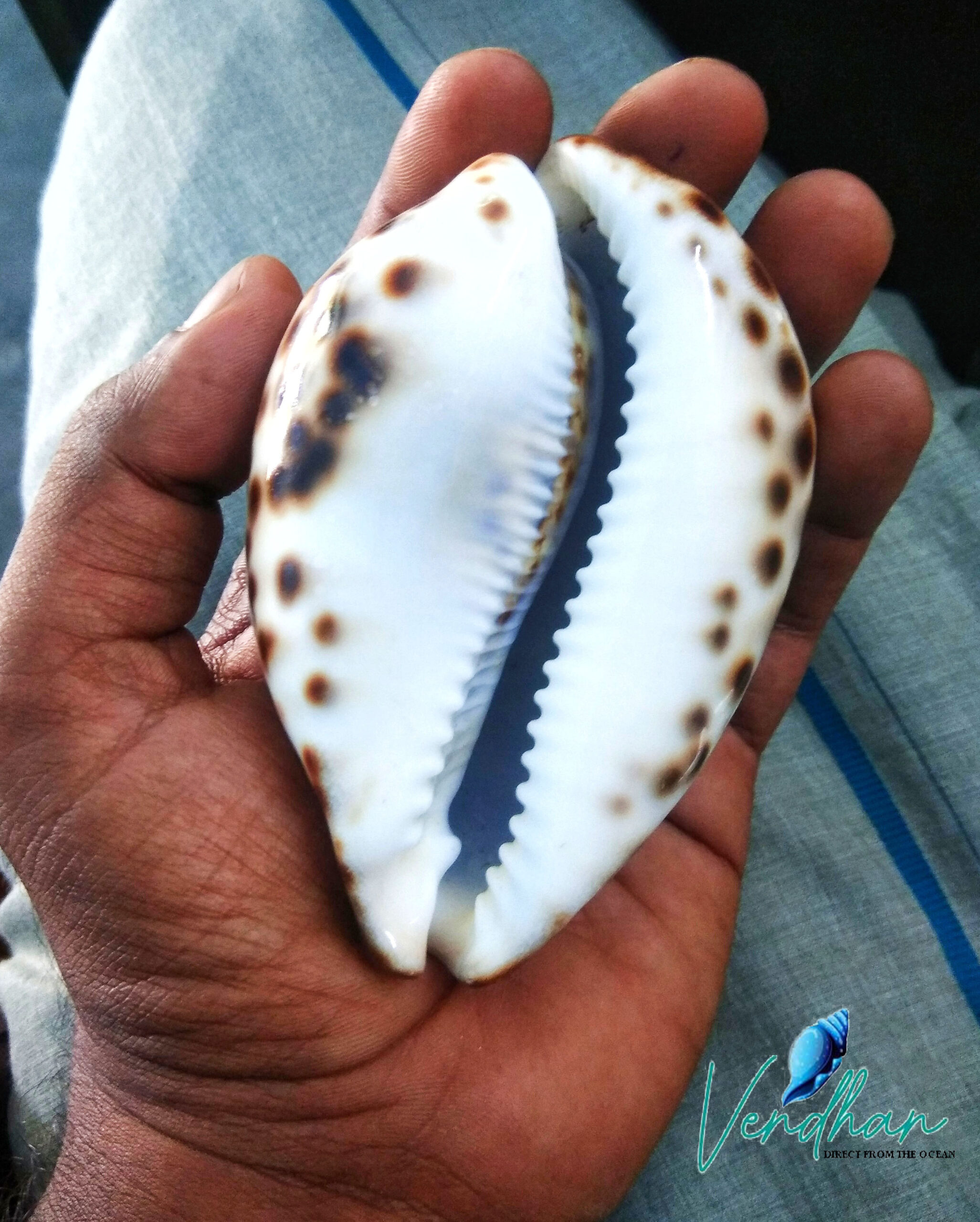 Vendhan Tiger Cowrie Shells Big Size ( Set of 2Pc)