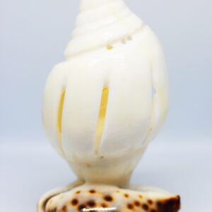 Vendhan Seashell Agarbatti Stand ( Incense holder )