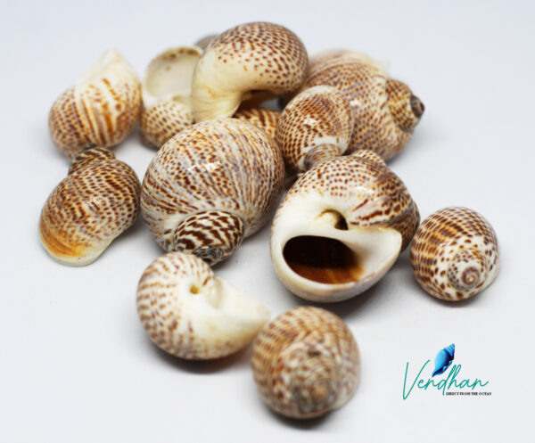 Gastropoda Snail Seashell