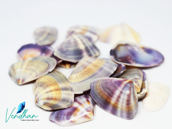 Coquina Donax Baby Clam