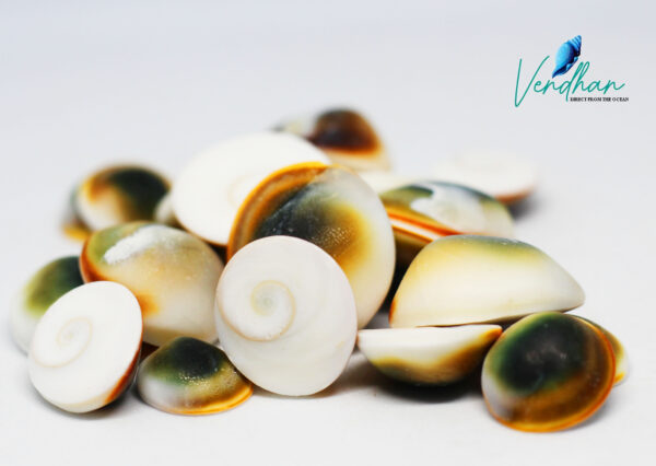 Green Cats Eye Shells