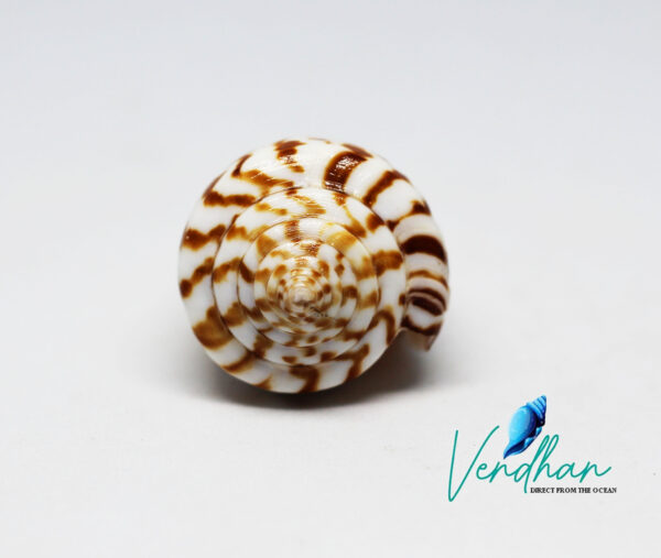 Alphabet Cone Seashell Small