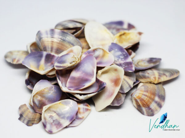 Coquina Donax Baby Clam