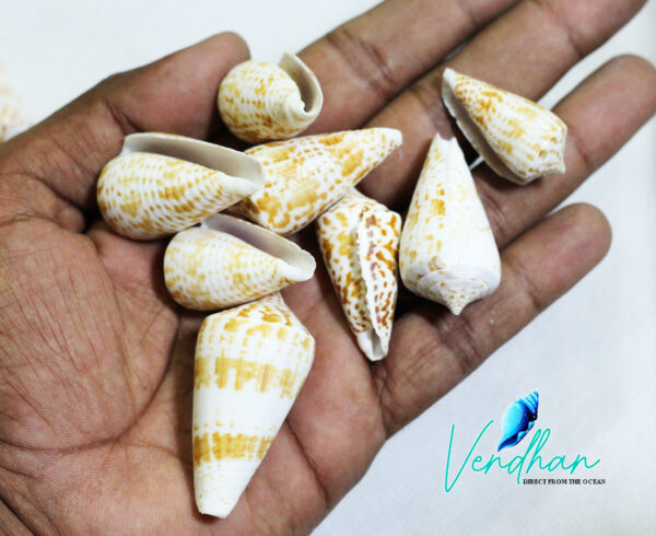 Alphabet Cone Seashell Small