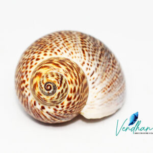 Gastropoda Snail Seashell