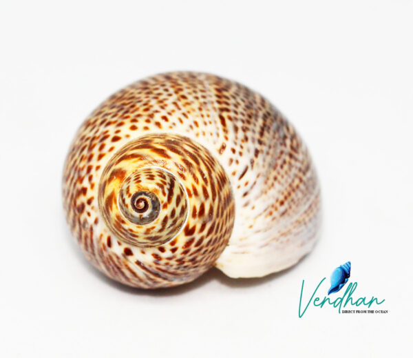 Gastropoda Snail Seashell