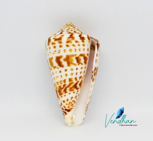 Alphabet Cone Seashell Small