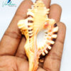 Genuine Ganesh Shankh