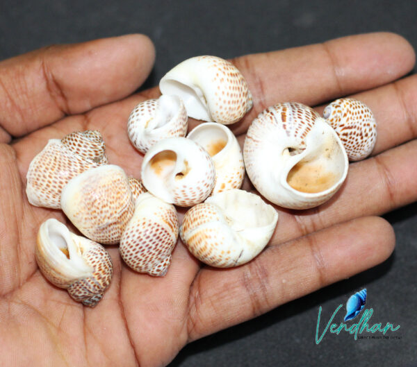 Gastropoda Snail Seashell