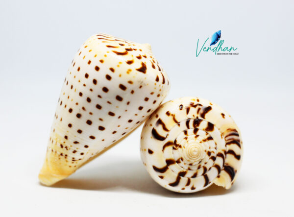 alphabet cone or Conus spurius