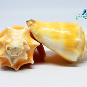 Natural Strombus alatus shells