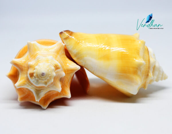 Natural Strombus alatus shells