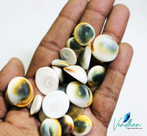 Green Cats Eye Shells