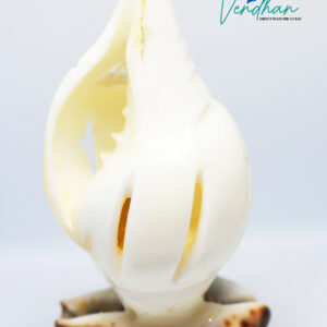 Vendhan Seashell Agarbatti Stand ( Incense holder )