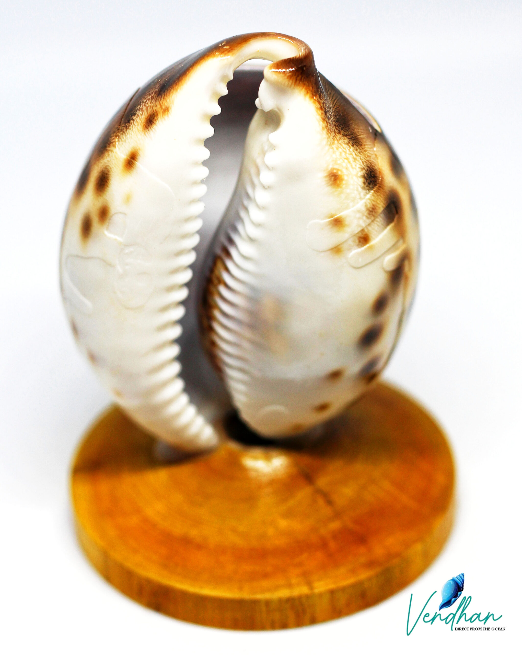 Vendhan Tiger Cowrie Shells Big Size ( Set of 2Pc)