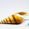 Tibia Curta Shell