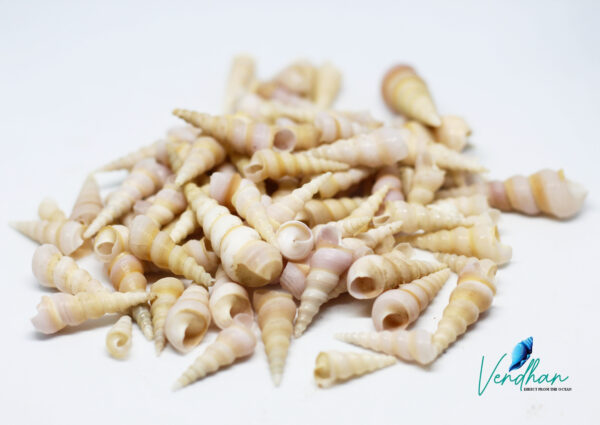 Tiny Turritella communis Seashell