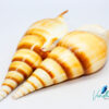 Tibia Curta Shell