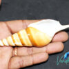 Tibia Curta Shell